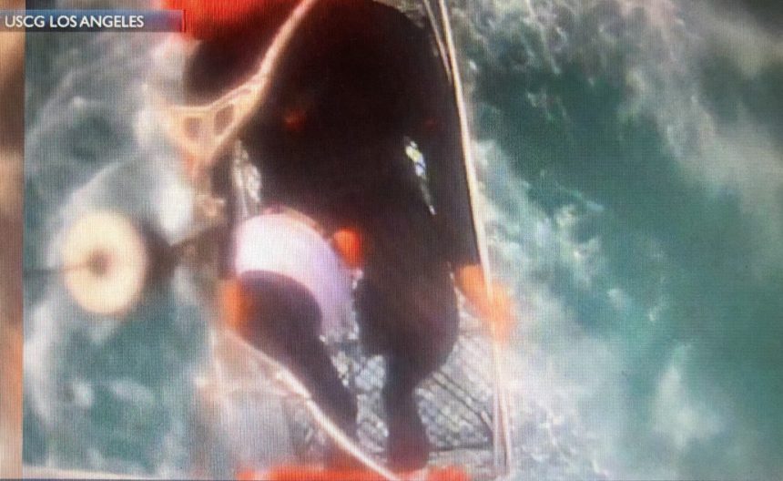 Shark victim rescued