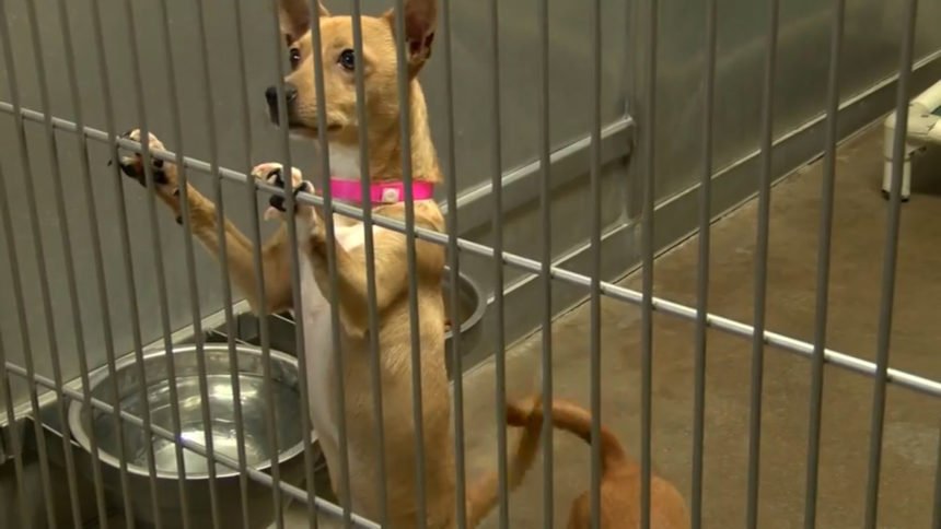 Anonymous donor sponsors tough-to-adopt dogs in San Luis Obispo County |  News Channel 3-12