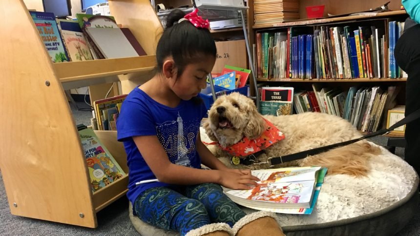 reading therapy dogs