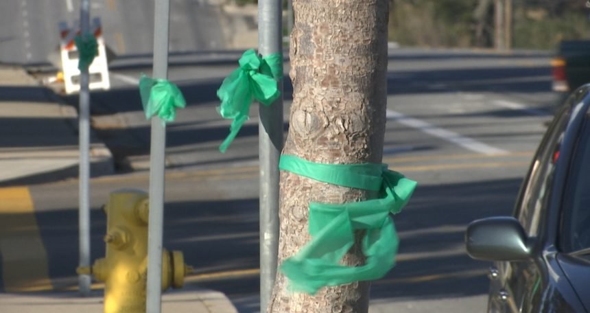 Orcutt Green Ribbons