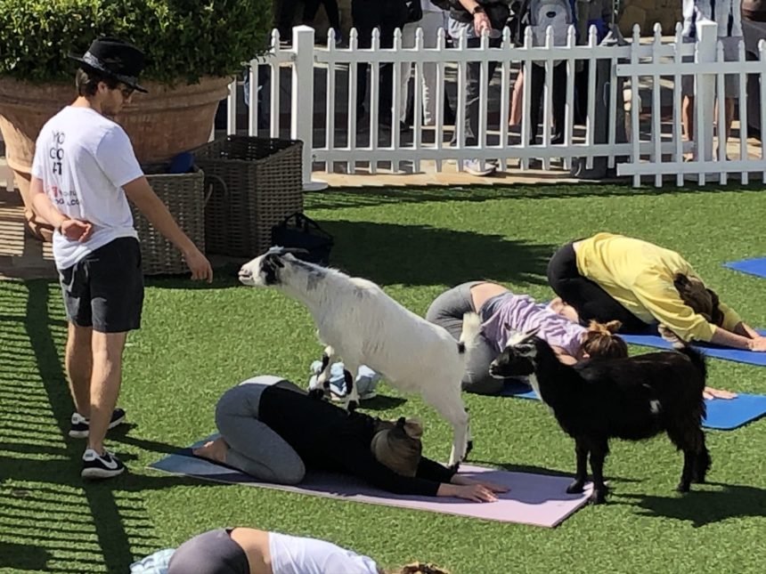 Goat yoga at The Hotel Californian
