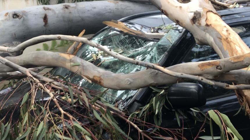 Tree damages SUV in Montecito