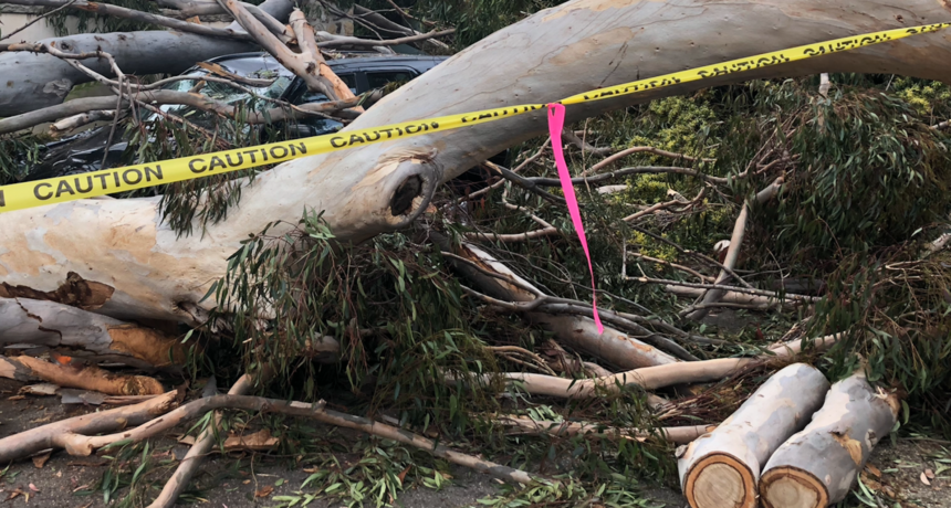Fallen tree hits vehicle Montecito