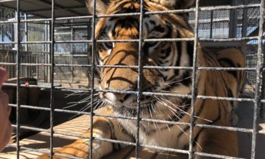 Moorpark College rehabilitates tiger back to health