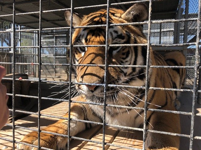 Moorpark College rehabilitates tiger back to health