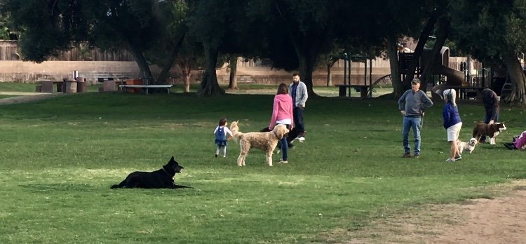 Dog friendly park