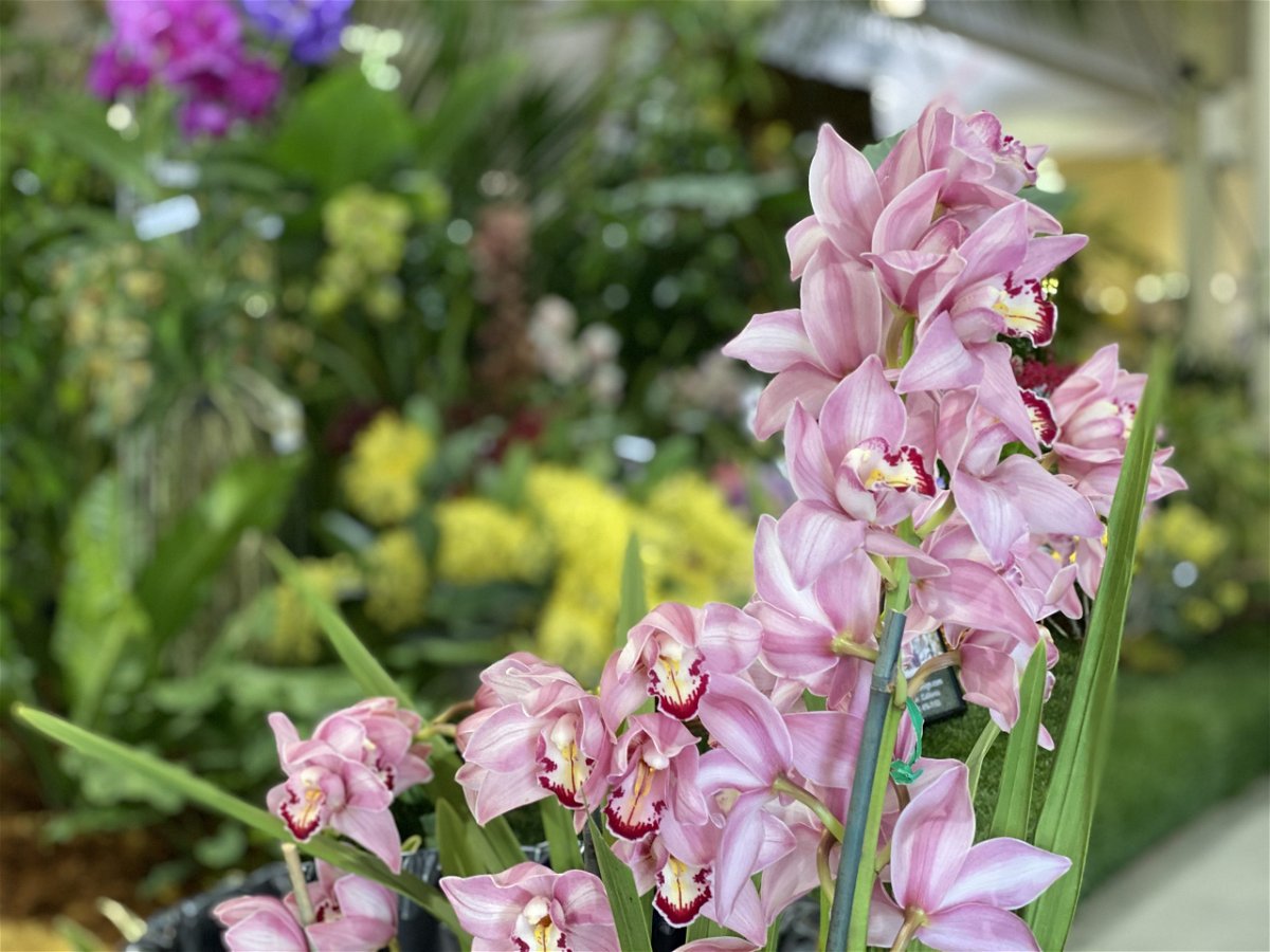 International Orchid Show cancels with thousands of plants and people