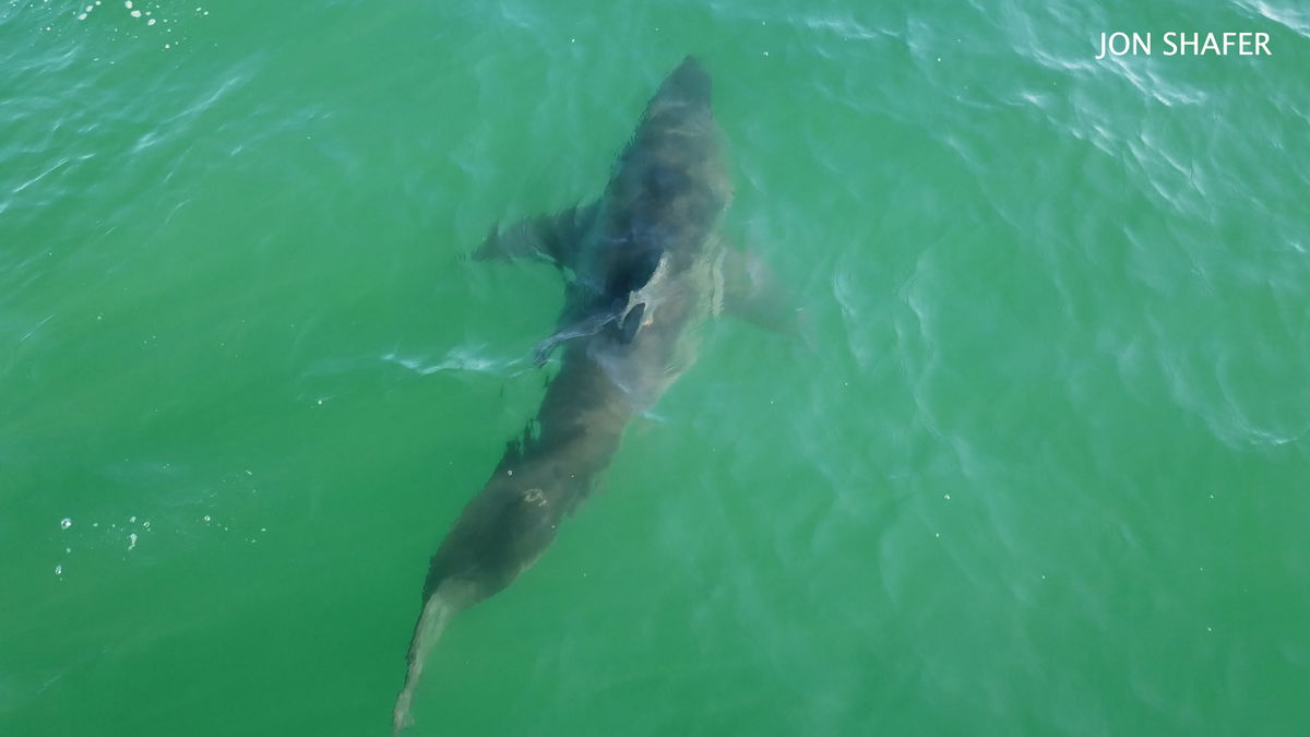 Great white sharks return to Carpinteria coastline | News Channel 3-12