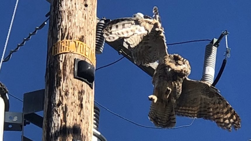 Owl stuck in power line in Solvang