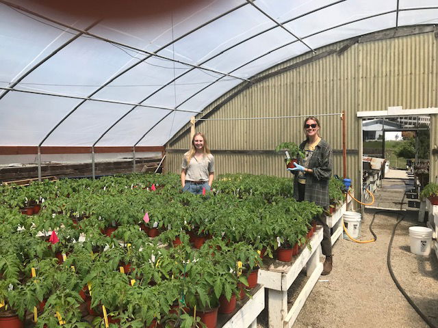 Tomato sale cal poly