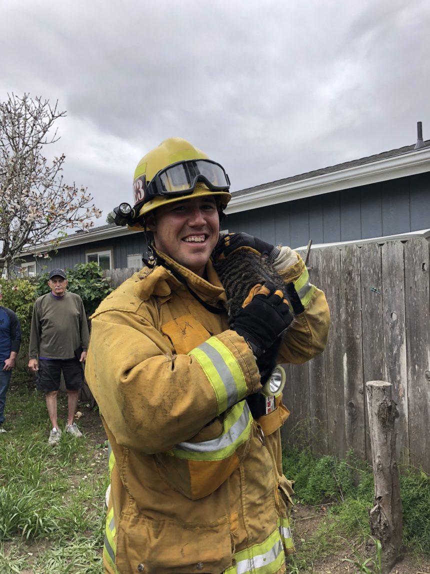 Rookie Santa Maria firefighter gets first save: a cat in a tree | News ...