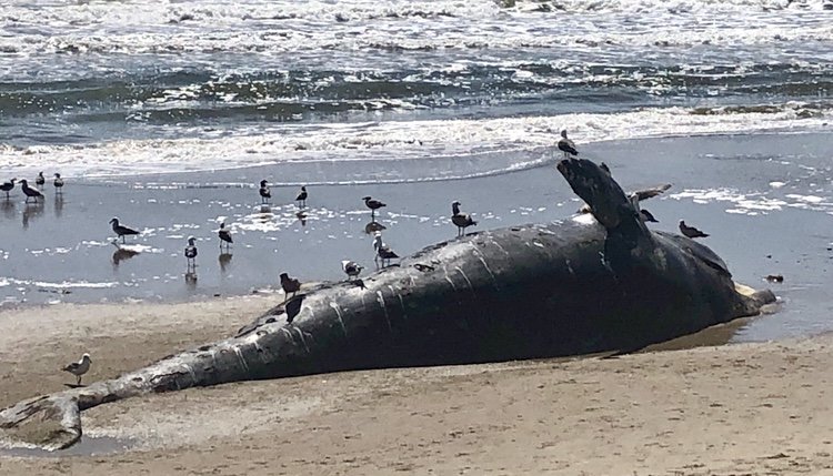 Gray whale remains wash ashore