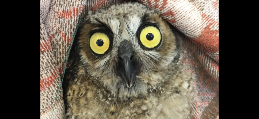 OWL rescued