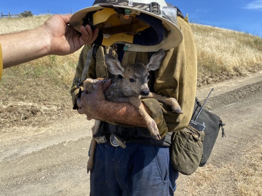Santa Barbara County firefighters rescue fawn from Hollister Fire ...
