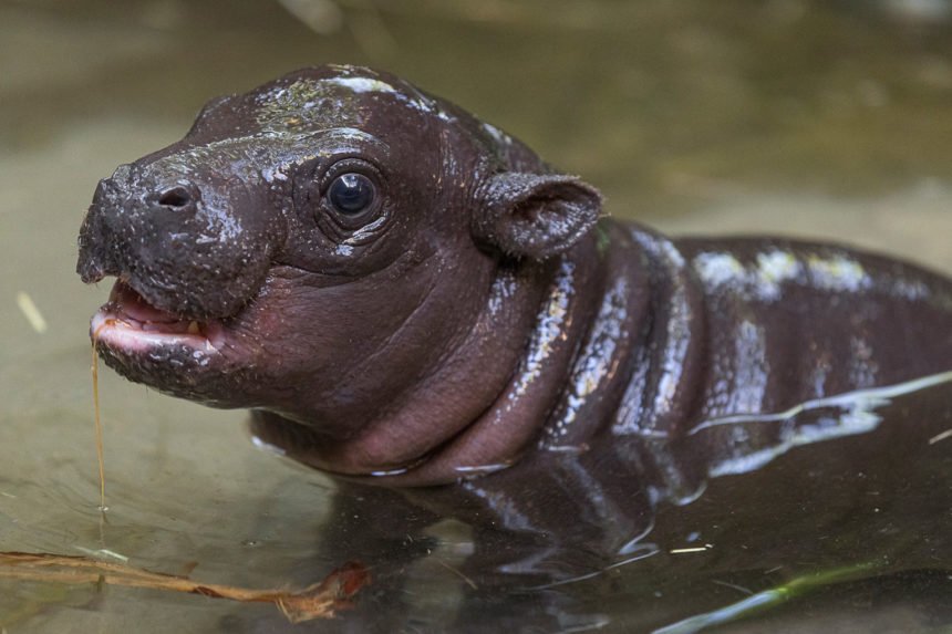 Endangered Pygmy Hippo Born at San Diego ZooLast month, after days of anticipation, Mabel, a 4-year-old pygmy hippopotamus at the San Diego Zoo, gave birth to her first calf. The male pygmy hippo calf was born just before 9 a.m. on April 9, and weighed