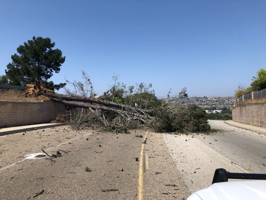 Tree fell on a car in Grover Beach