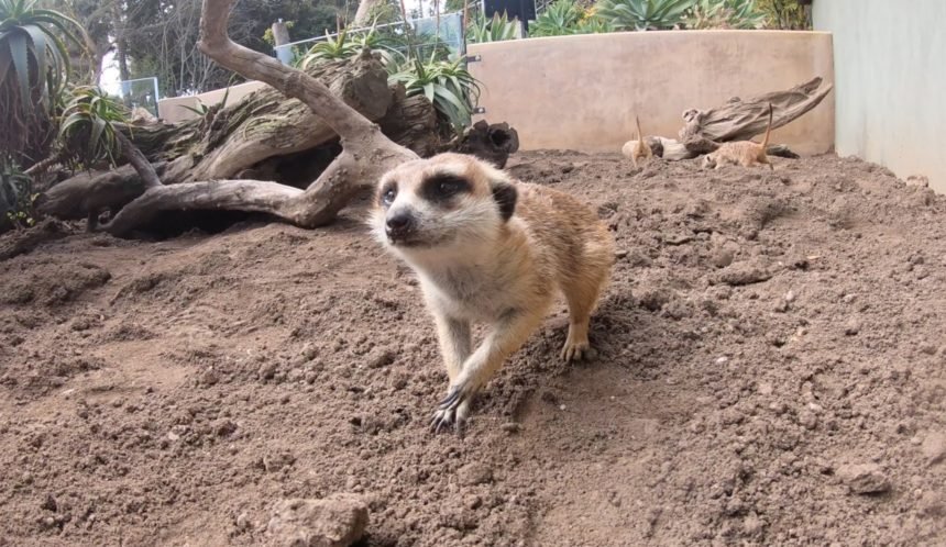 SB Zoo Meerkat