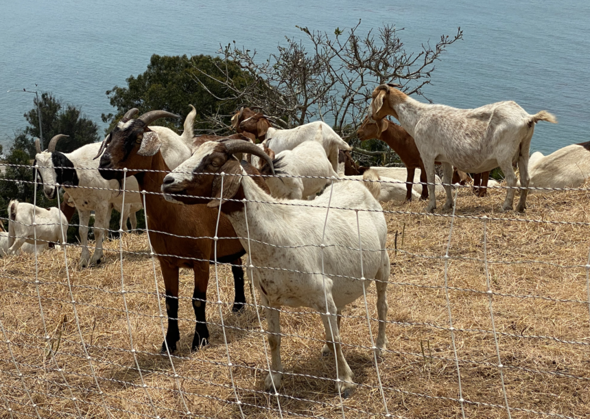 Fire prevention goats