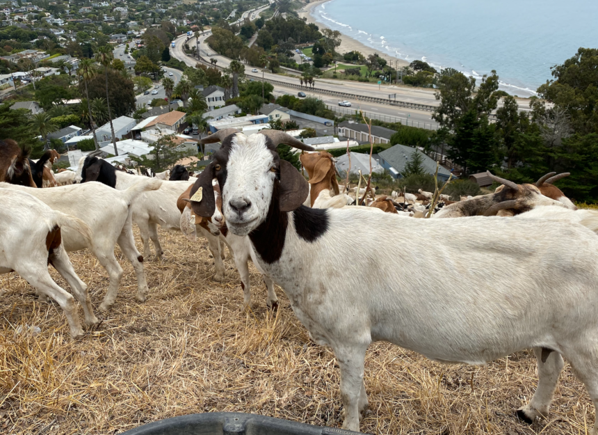 Fire prevention goats