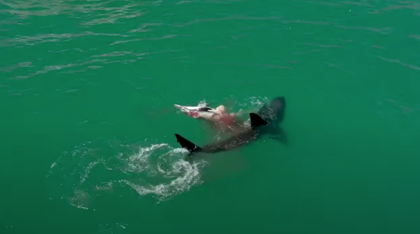 Shark feeding off Carpinteria coast