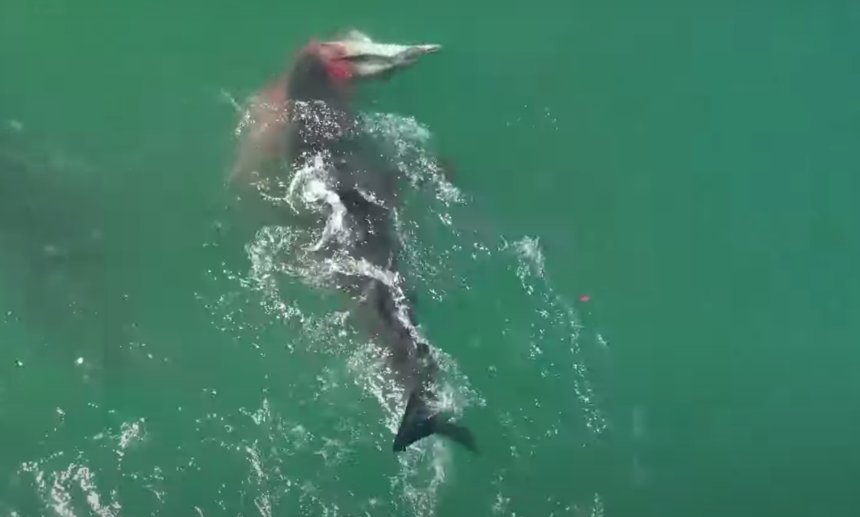 Shark feeding off Carpinteria coast