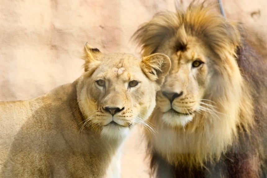 santa barbara zoo lions ralph felicia