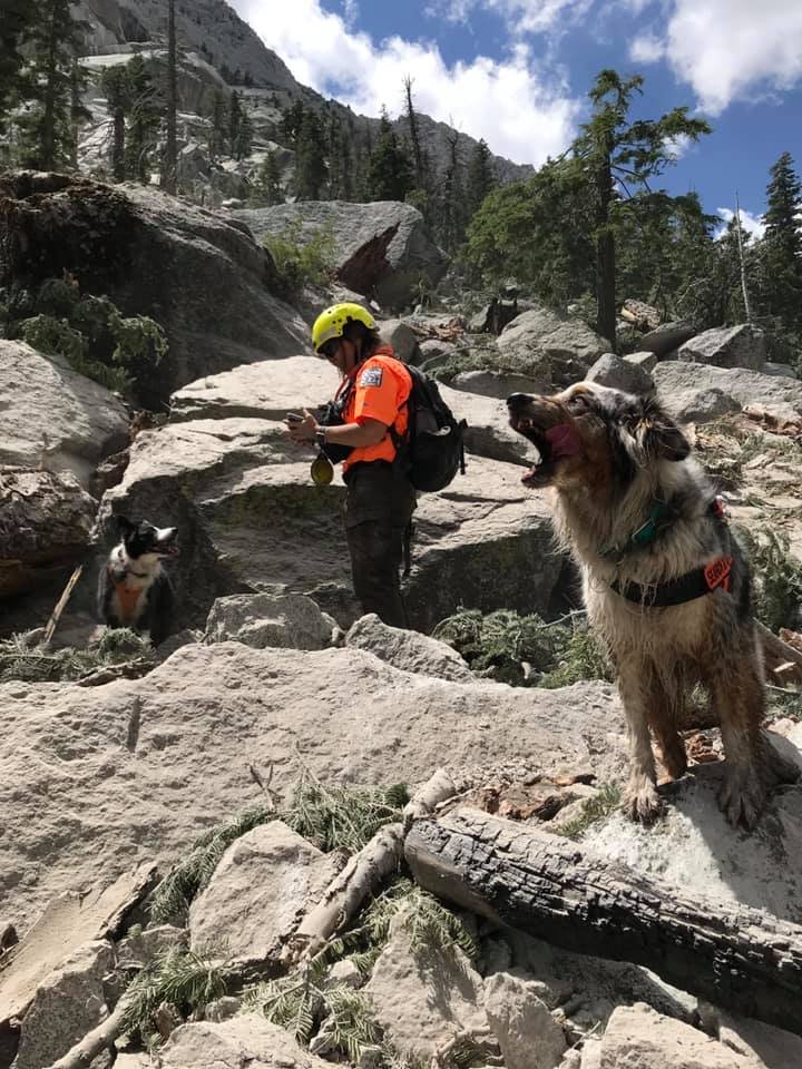sbc search and rescue dogs 3