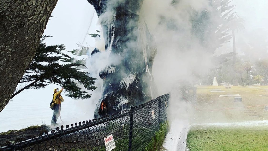 A Montecito firefighters sprays down a large tree burning on the bluffs at the Santa Barbara Cemetery.