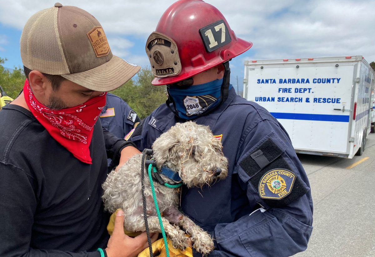 Missing dog rescued from storm drain by firefighters on UC Santa Barbara  campus | News Channel 3-12