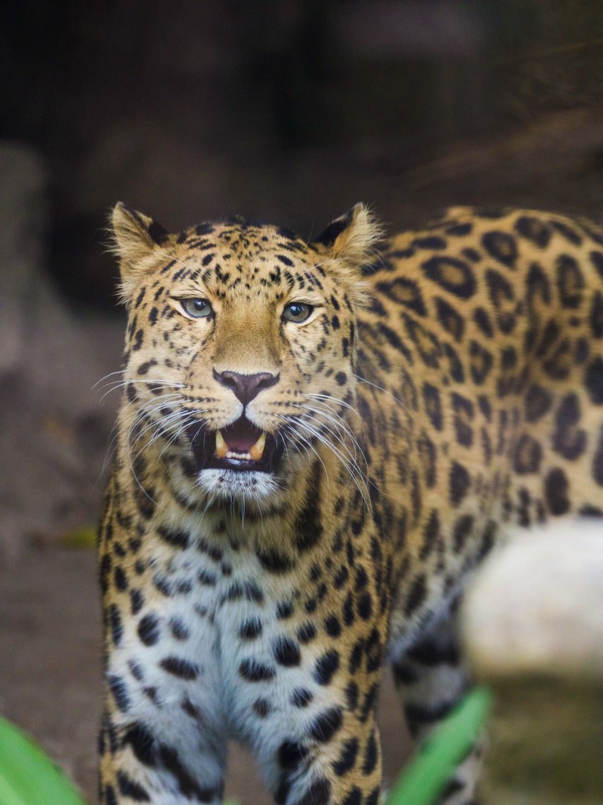 amur leopard kasha sb zoo