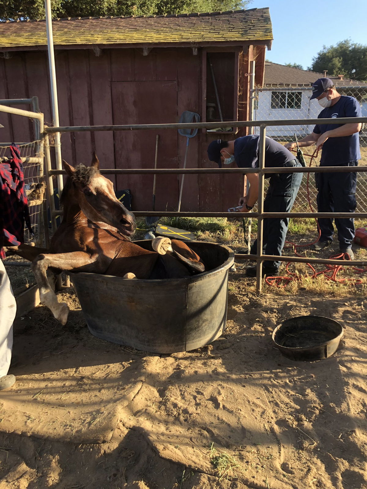 Horse rescued after falling into water trough near Goleta News