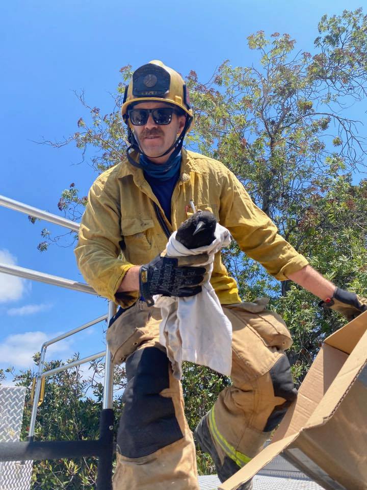 sb county firefighters save crow