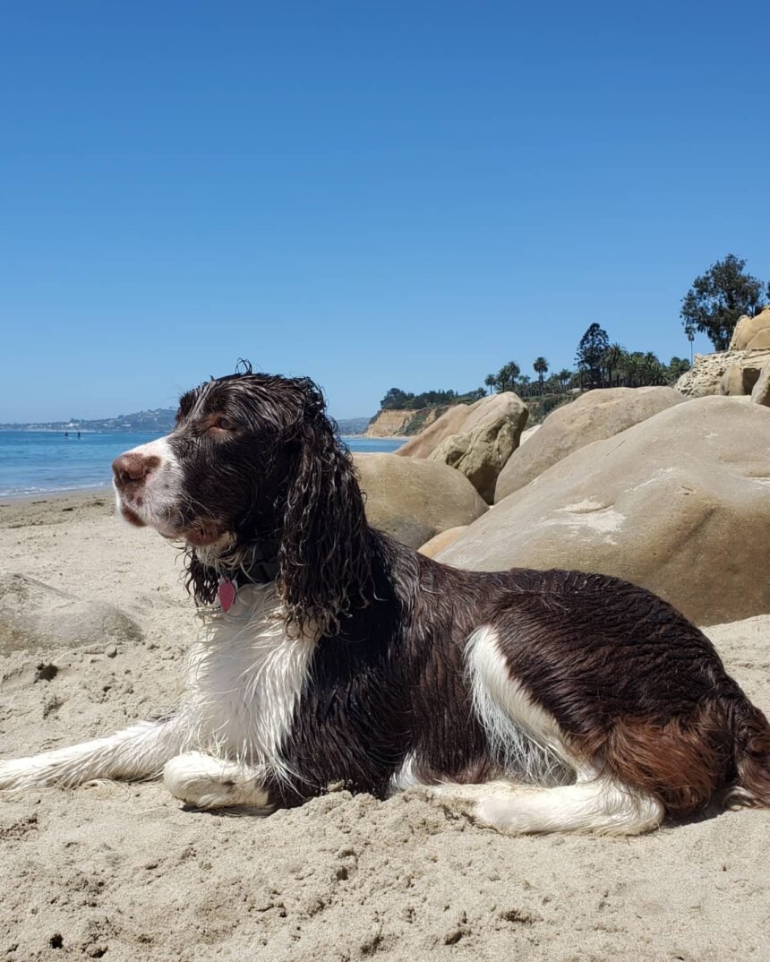 Ruger the Springer Spaniel at Butterfly Beach