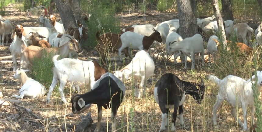 Paso Goats Clearing Salinas Riverbed