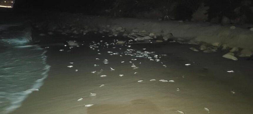 grunion run