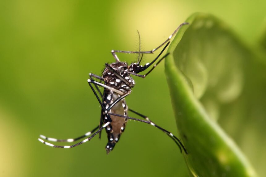 Aedes Aegupti Mosquito in Ventura County