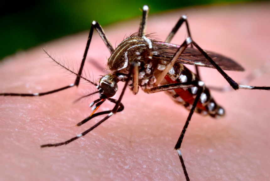 Aedes Aegupti Mosquito in Ventura County
