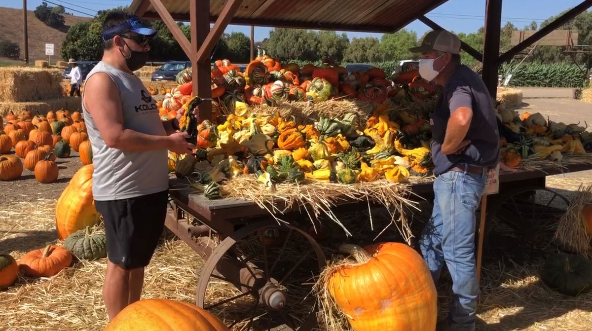 buellton pumpkin patch