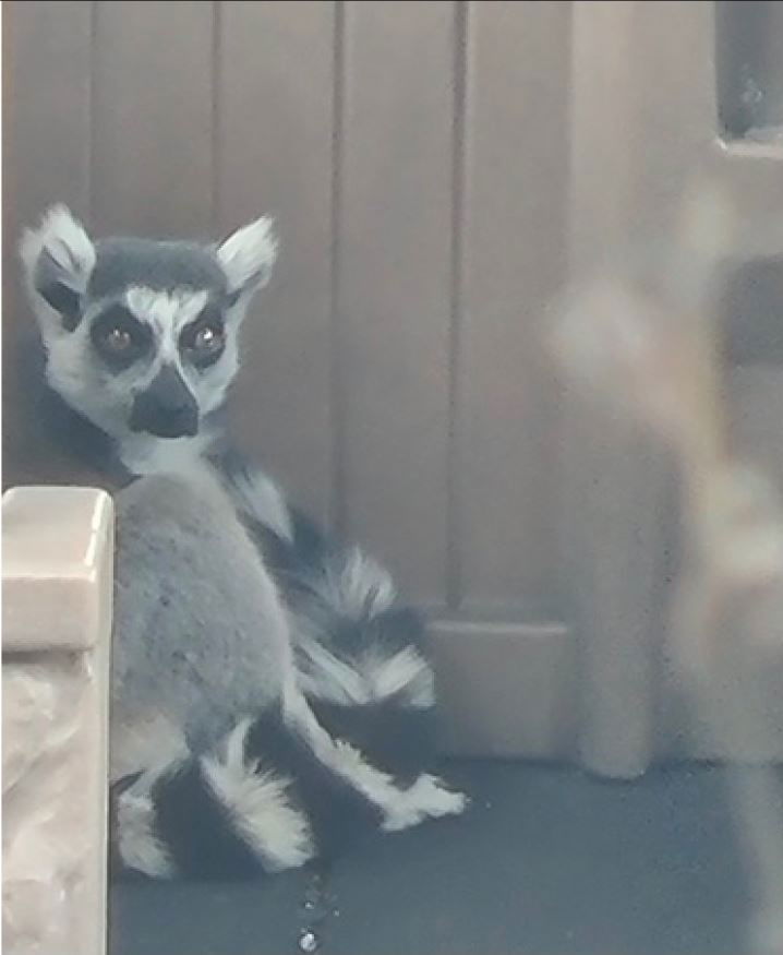Maki the lemur 1