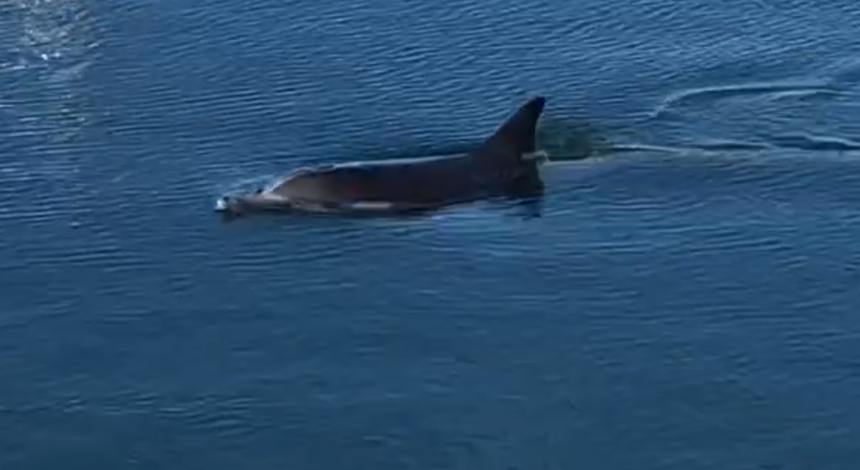 Dolphin Santa Barbara