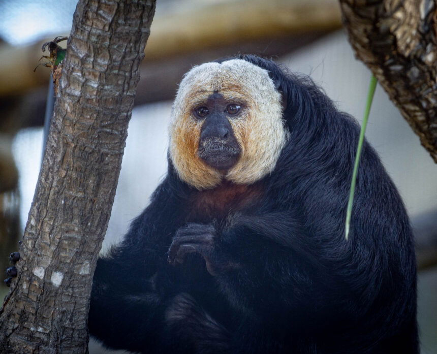 White-faced saki monkey Calabaza