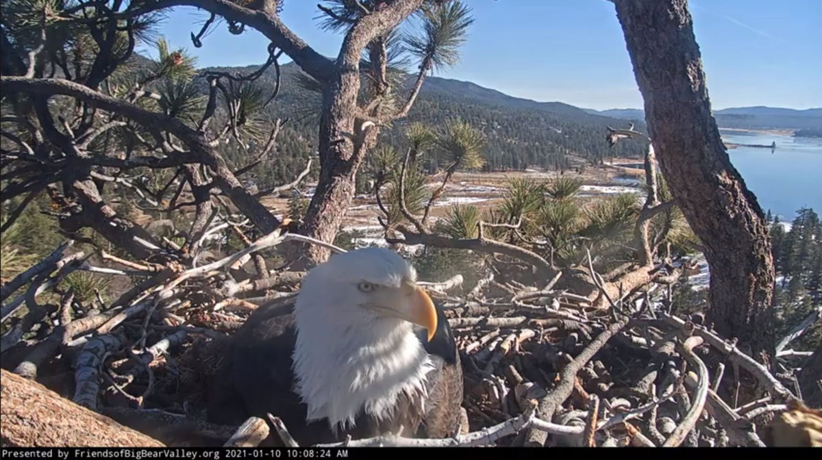 Big Bear bald eagle eggs expected to hatch soon; how to watch