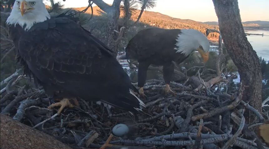 bald eagle cam 3