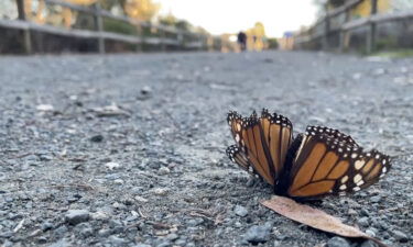 Monarch Butterflies