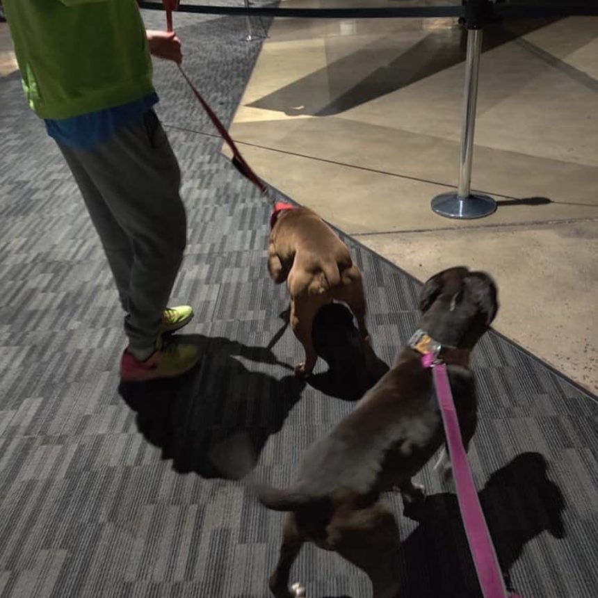 abandoned pitbulls oreo and graham loaded onto plane 5