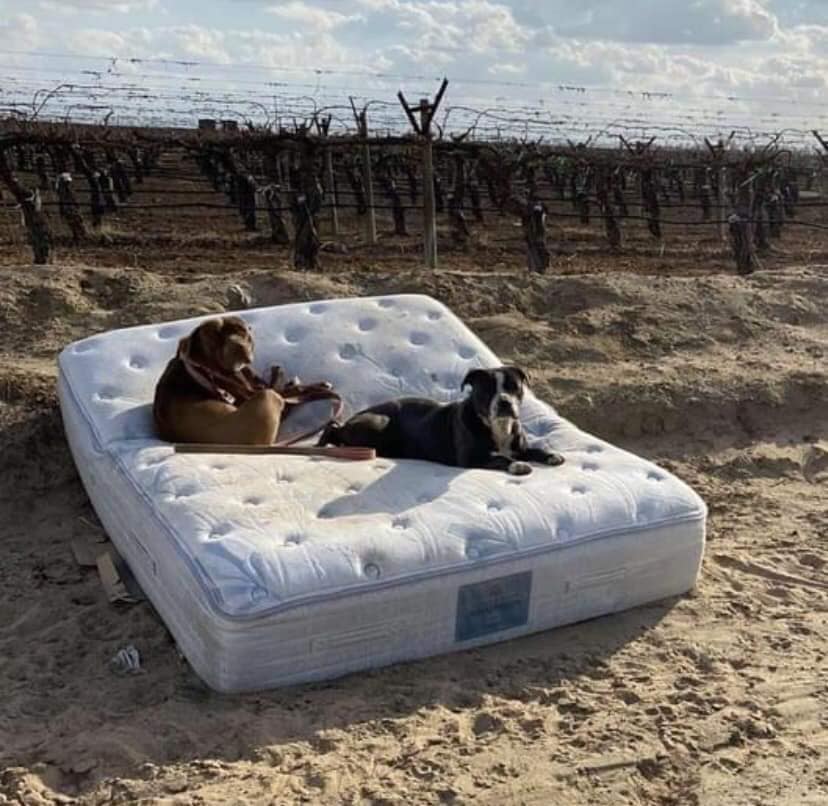 Mattress rescue dogs