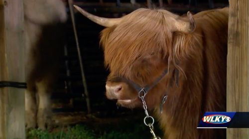 Cutest cows ever? Internet obsesses over fluffy cattle