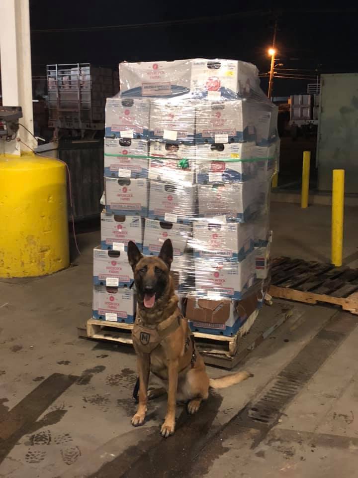 K9 Rocky poses with a half ton of meth found during a traffic stop in Oxnard.