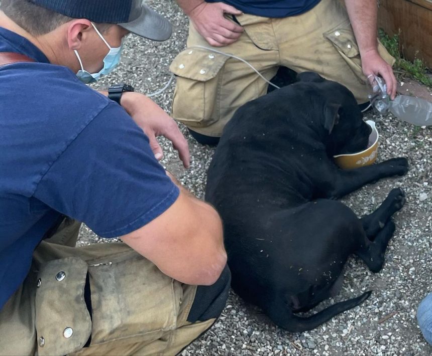 santa barbara county fire rescues choking dog 2