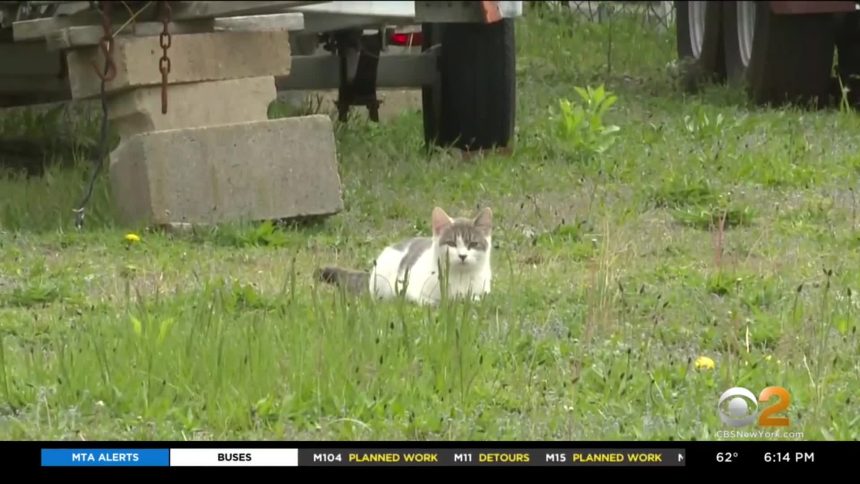 will raccoon attack cats will raccoon attack cats